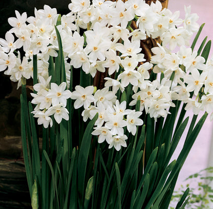 Narcissus bulbs