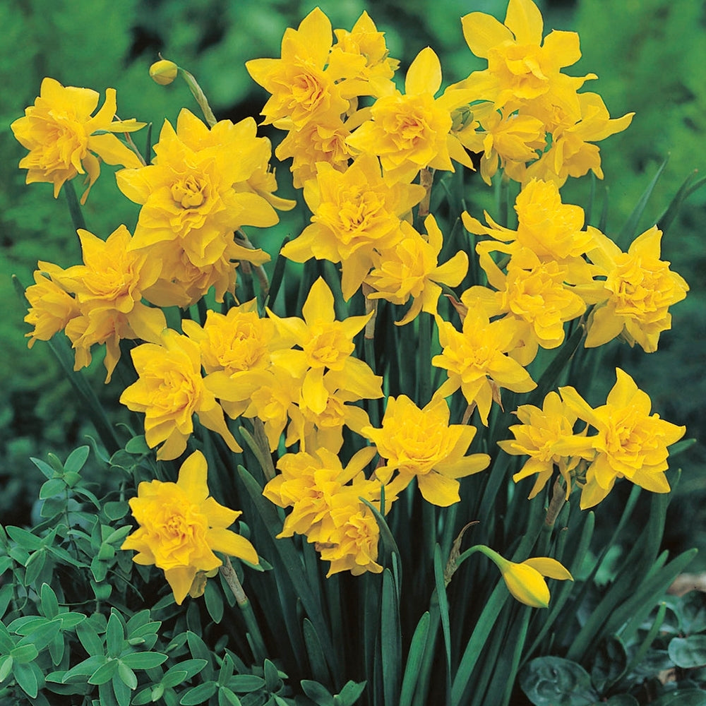 Narcissus bulbs