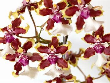 Orchid oncidium