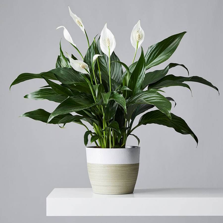 Peace lily (Spathiphyllum wallisii)