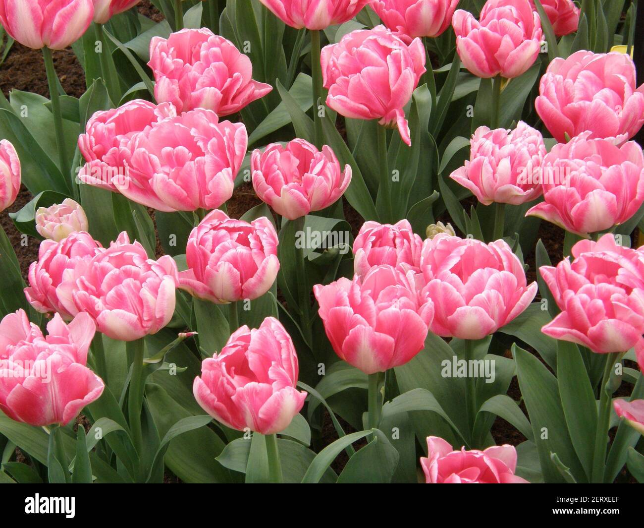 TULIP BULBS