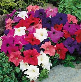 Petunia flowering seedling per dozen