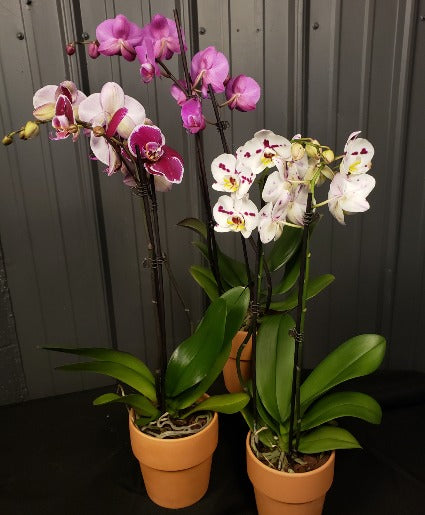 Orchid phalaenopsis