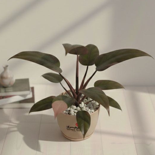 Philodendron pink princes with pink pot