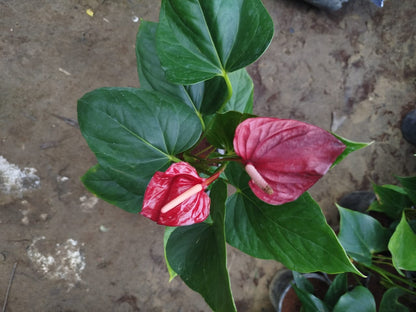 Anthurium