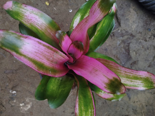 Bromeliad