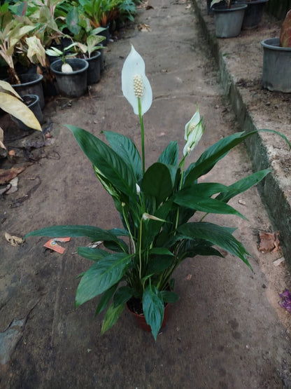 Peace lily (Spathiphyllum wallisii)