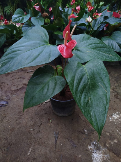 Anthurium