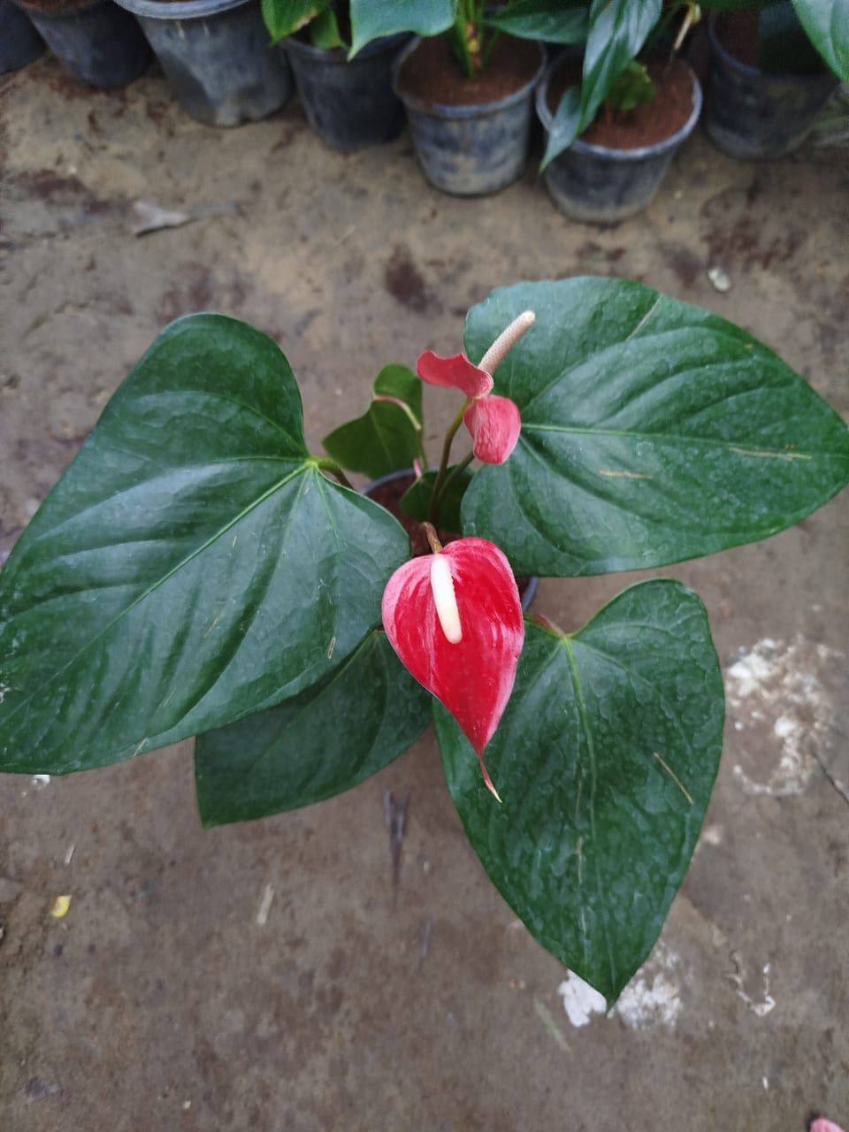 Anthurium