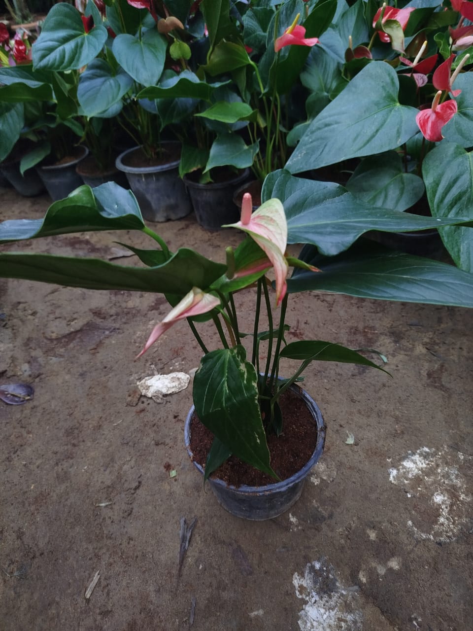 Anthurium