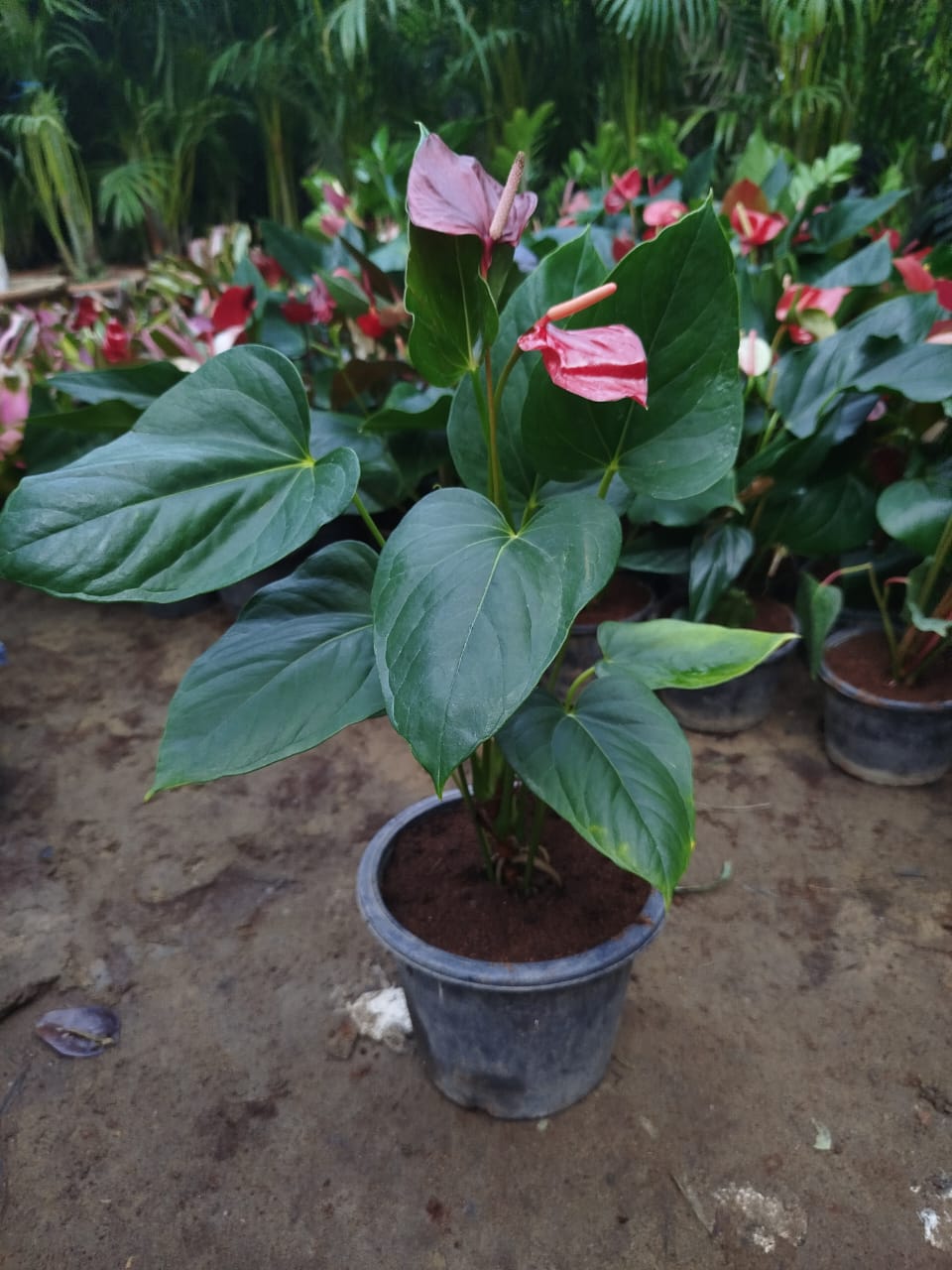 Anthurium