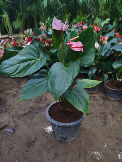 Anthurium