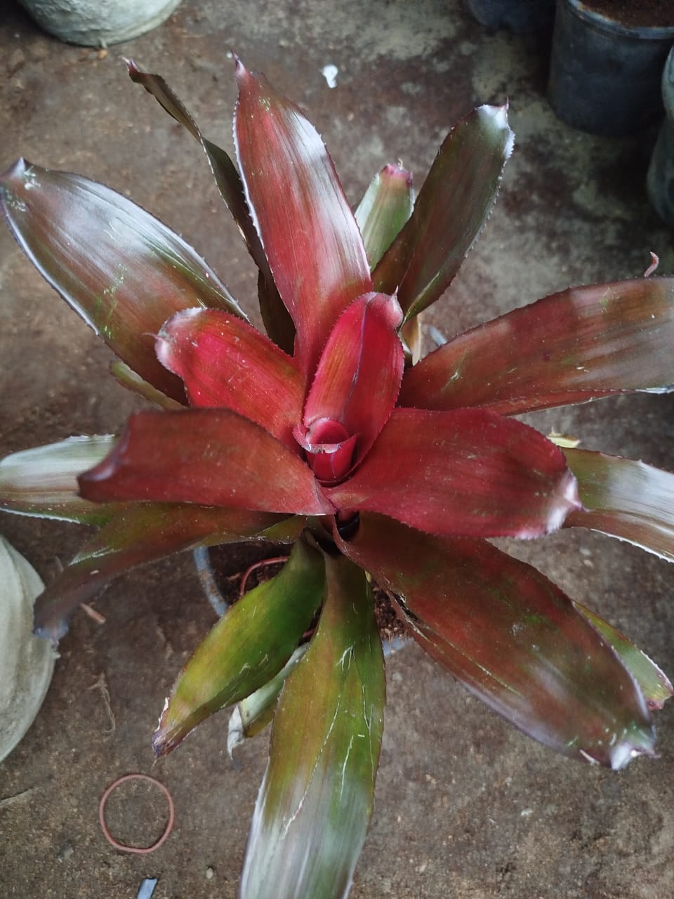 Bromeliad