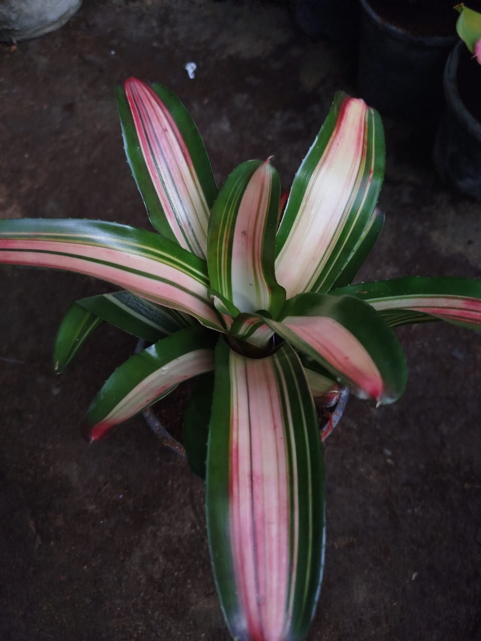 Bromeliad