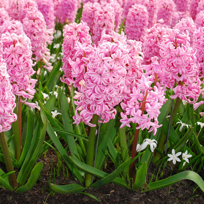 Hyacinth bulbs