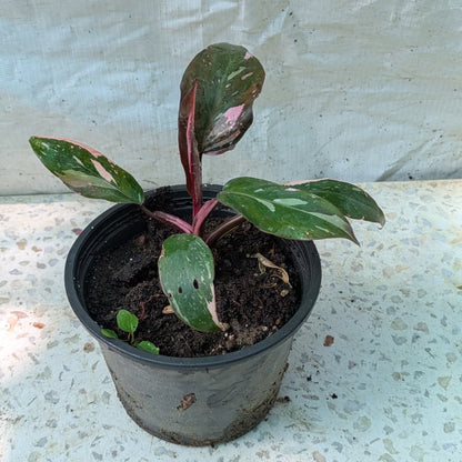 Philodendron pink princess