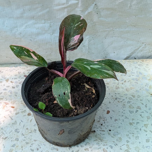 Philodendron pink princess