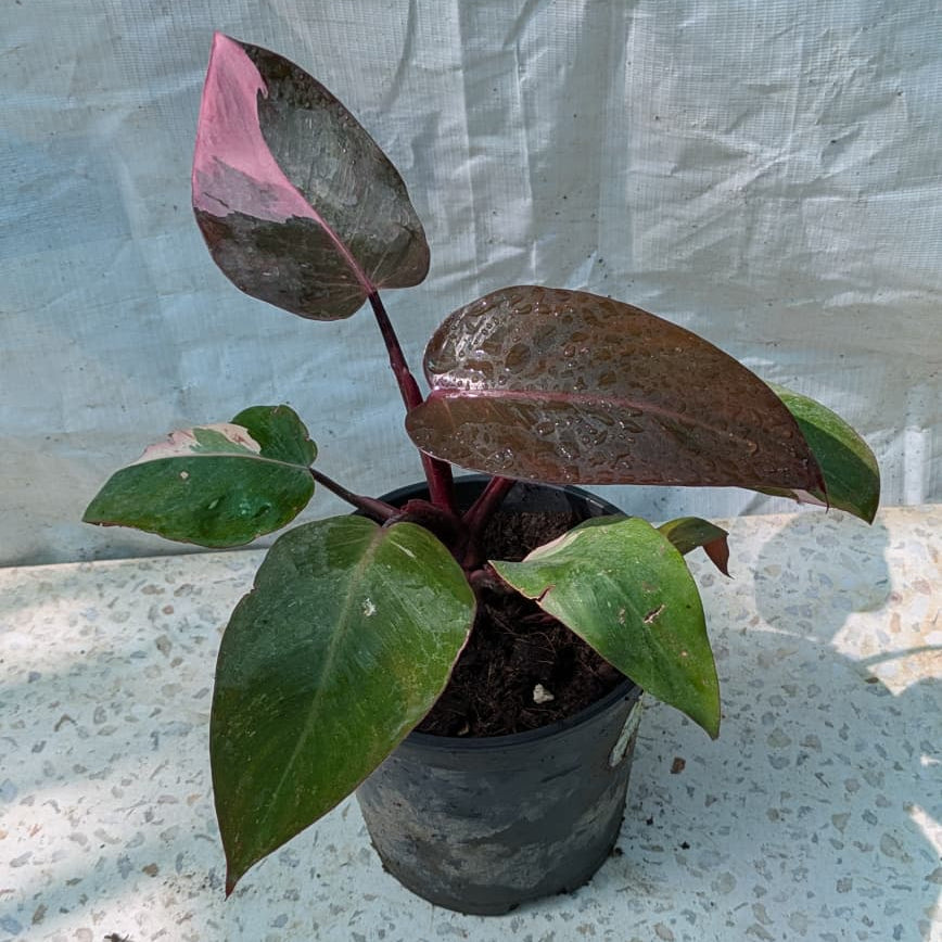 Philodendron pink princess