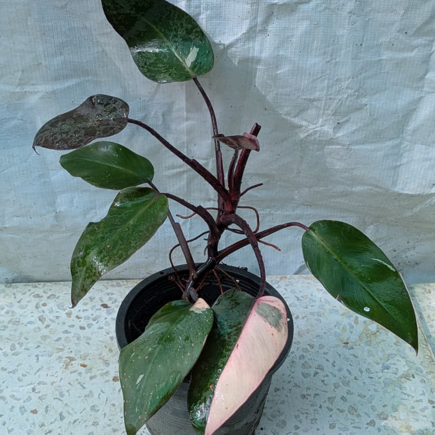 Philodendron pink princess
