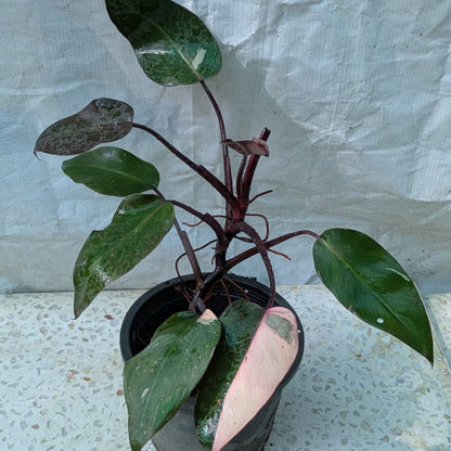 Philodendron pink princess