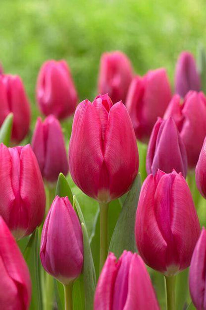 TULIP BULBS