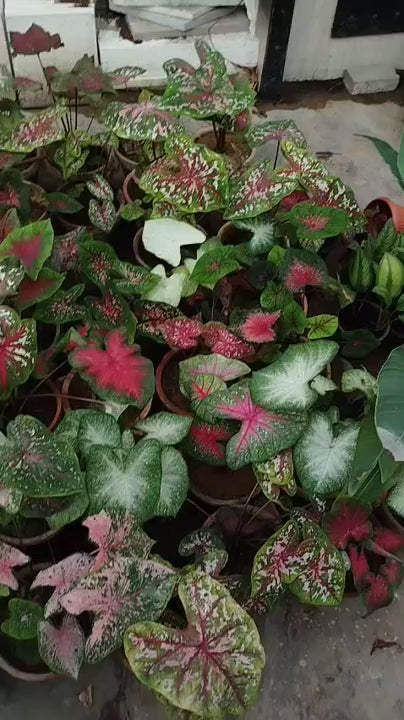 Thai Caladium bulbs