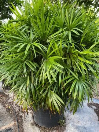 Rhapis excelsa / lady palm