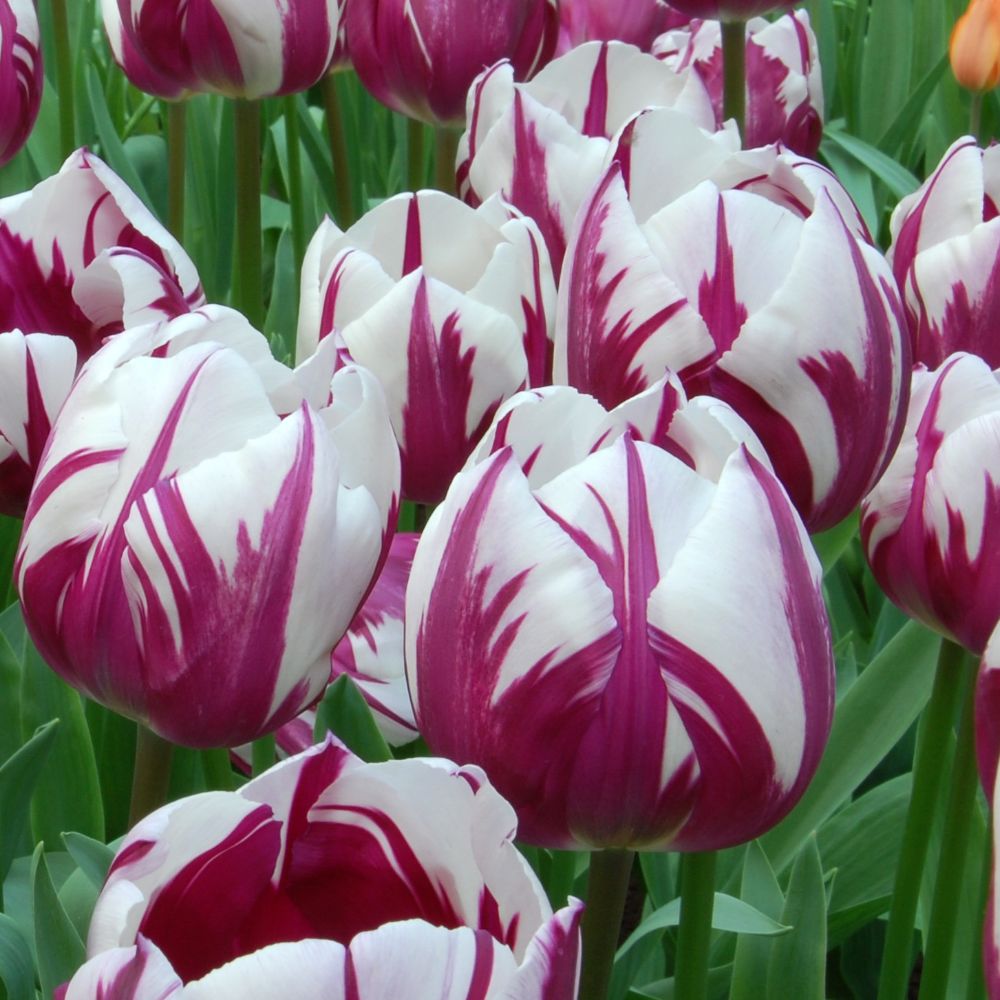 TULIP BULBS