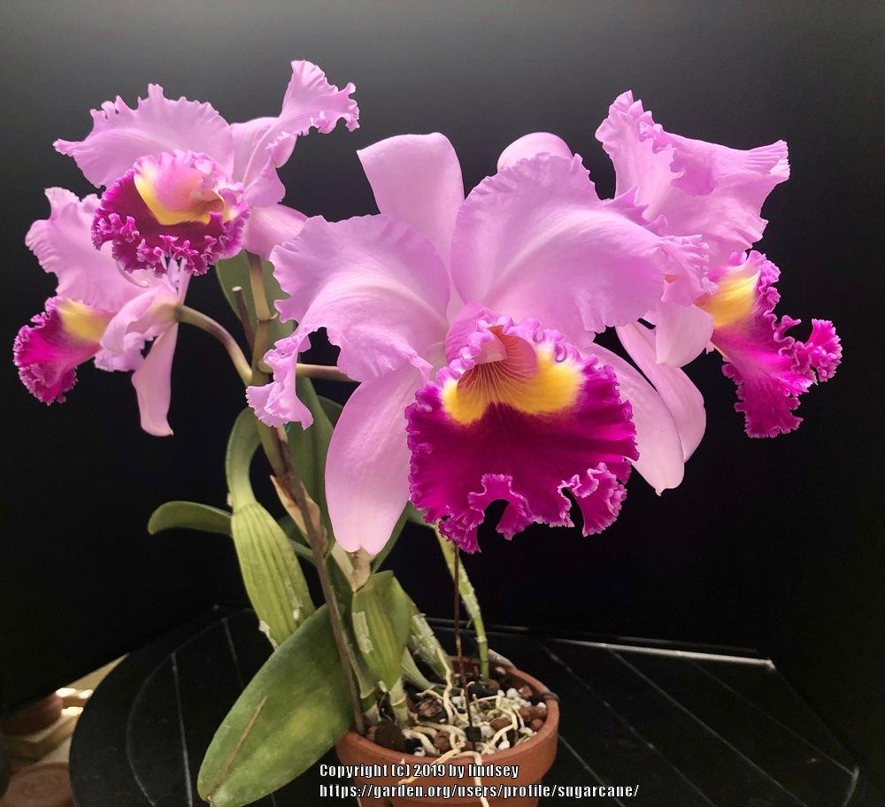 Orchid rhyncholaeliocattleya