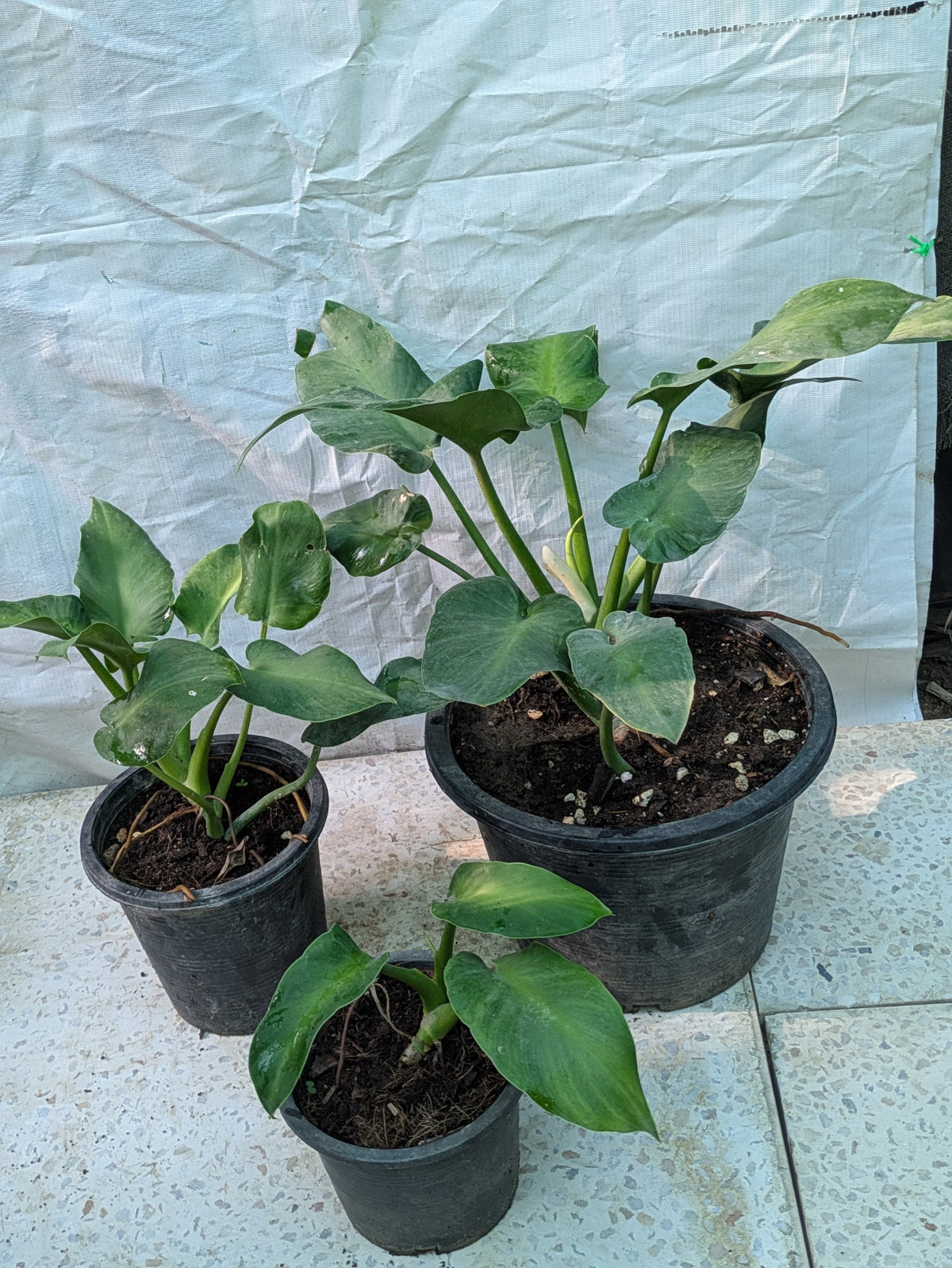 Philodendron rogusum