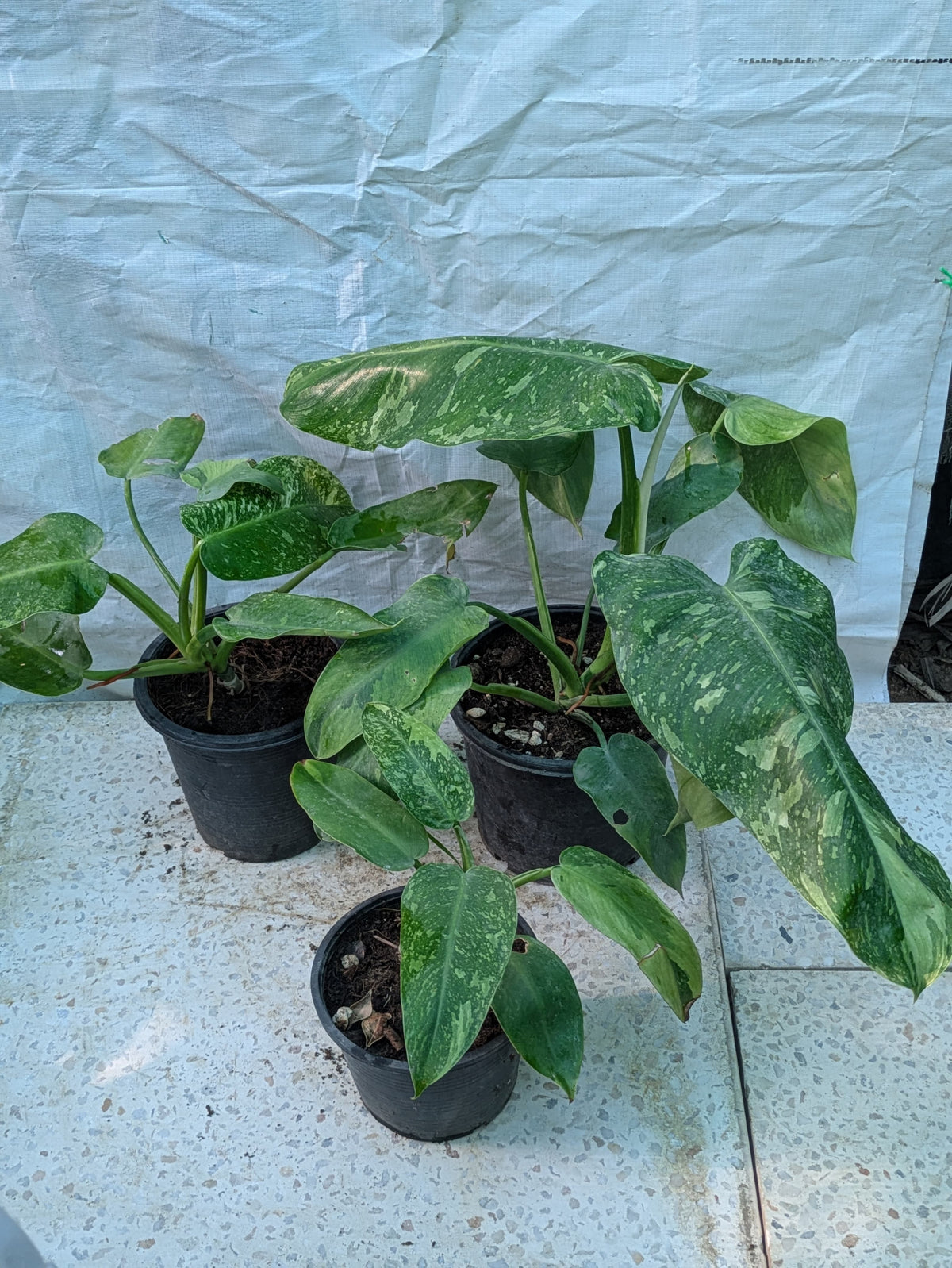 PHILODENDRON JOSE BUONO