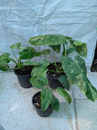 PHILODENDRON JOSE BUONO