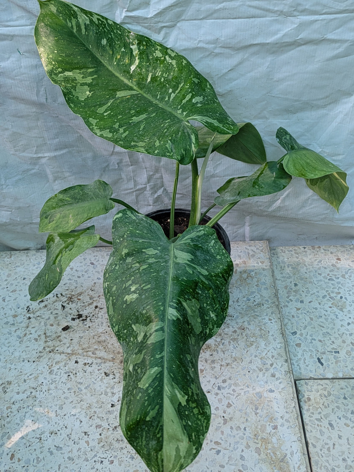 PHILODENDRON JOSE BUONO