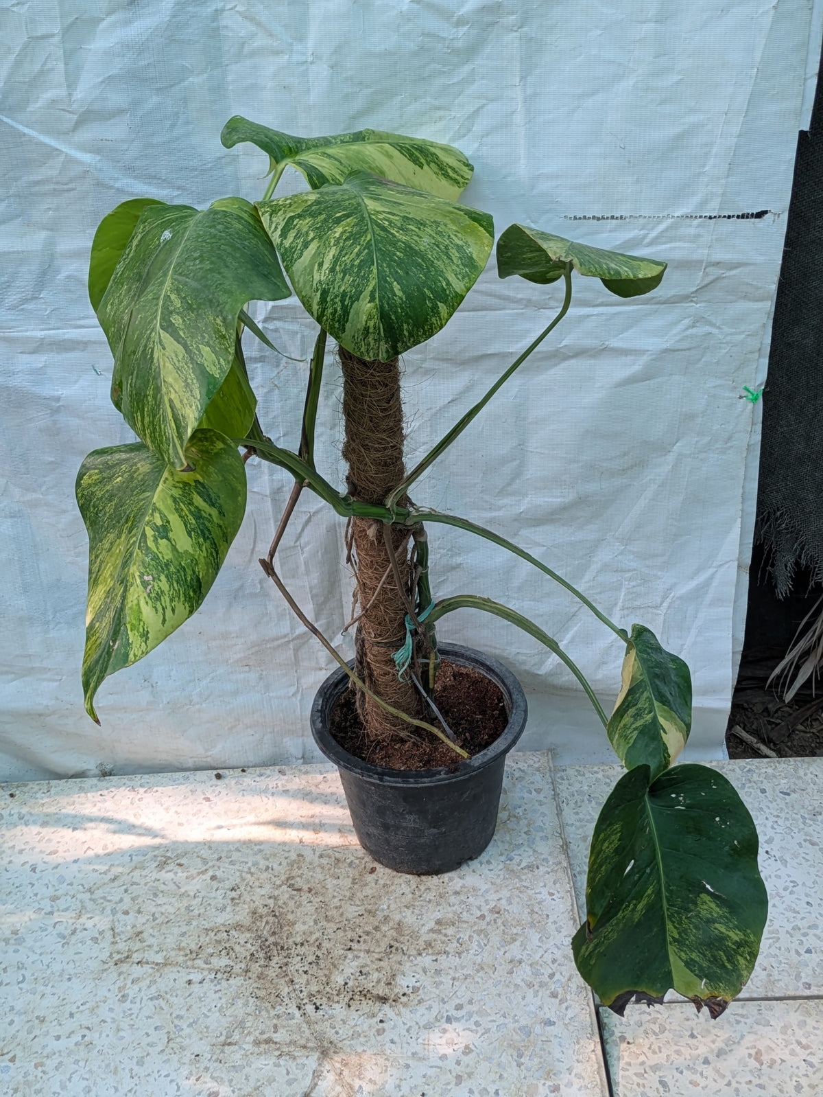 Monstera deliciosa golden (var borsigiana Aurea)