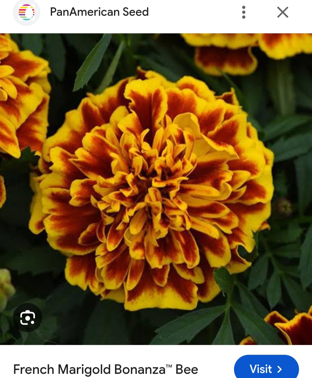 Marigold french jafri Paneeri (seedling) per dozen