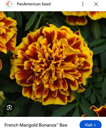 Marigold french jafri Paneeri (seedling) per dozen