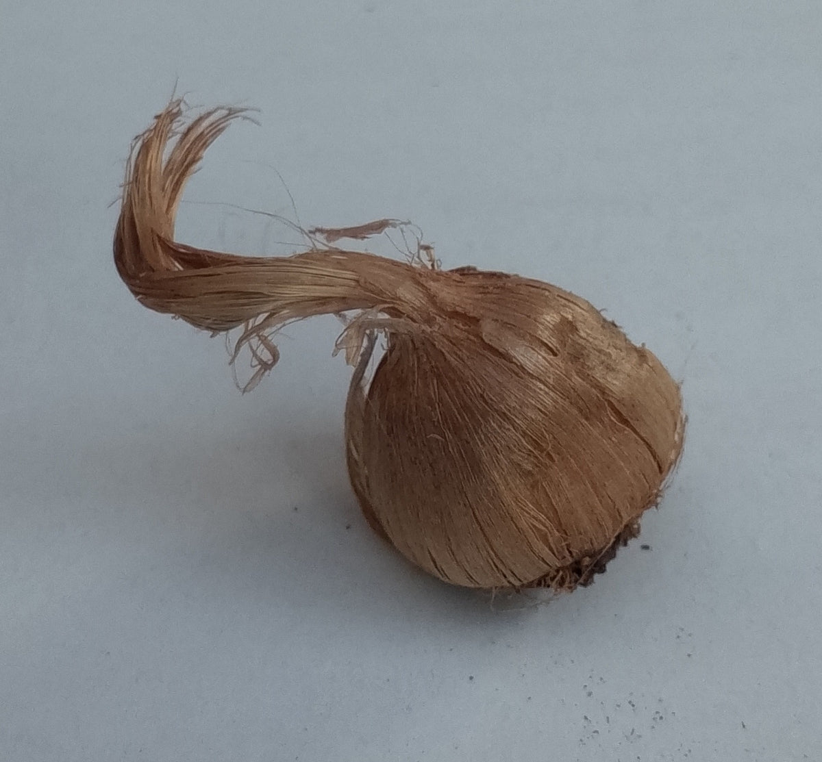Saffron crocus