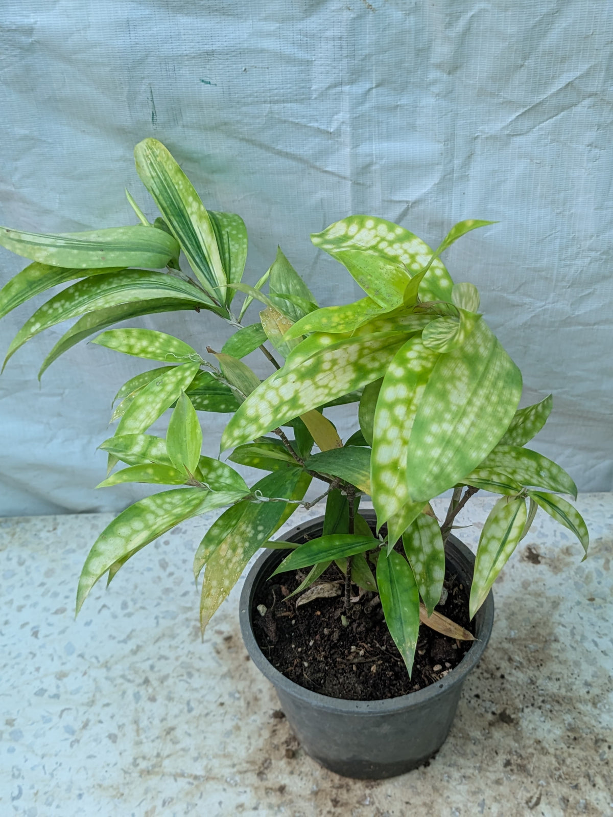 Dracena gold dust