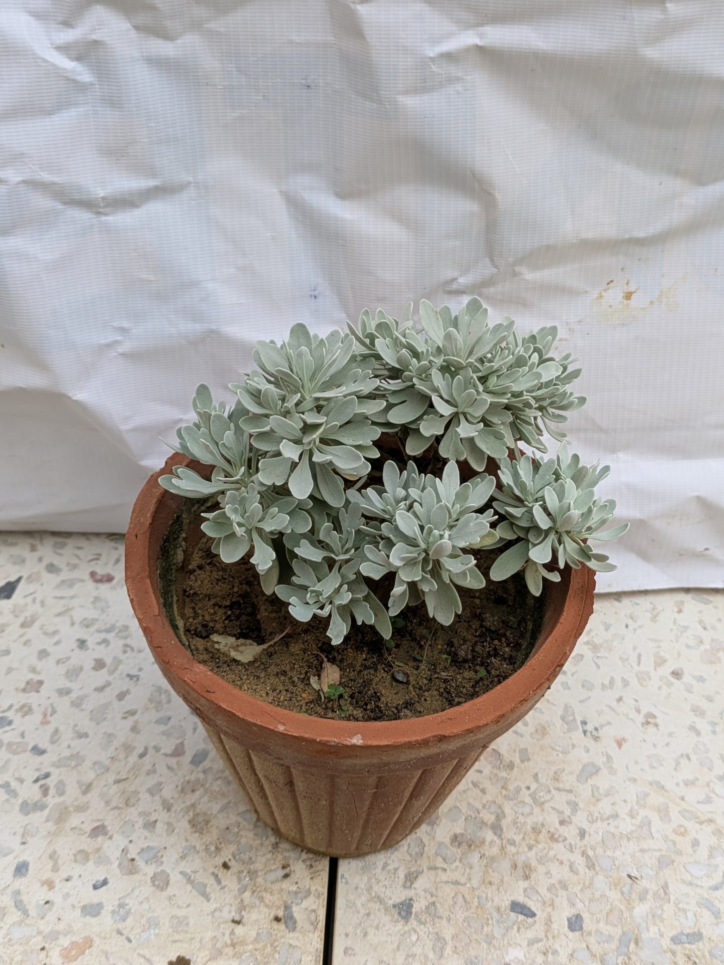 Chinese wormwood (crossostephium Chinese)