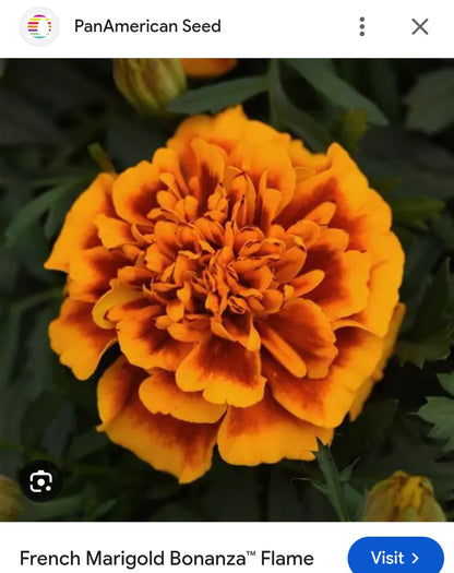 Marigold french jafri Paneeri (seedling) per dozen