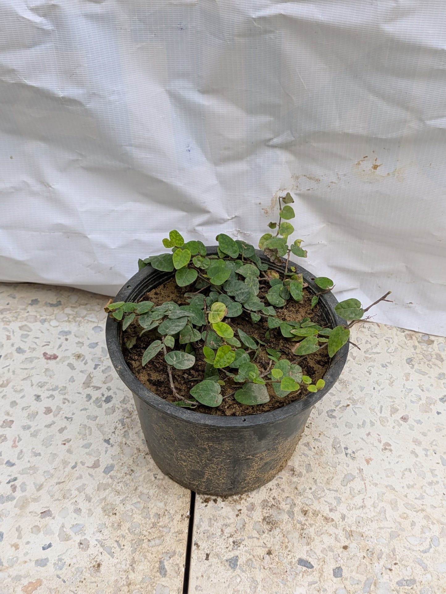 Ivy creeping fig (ficus pumila)