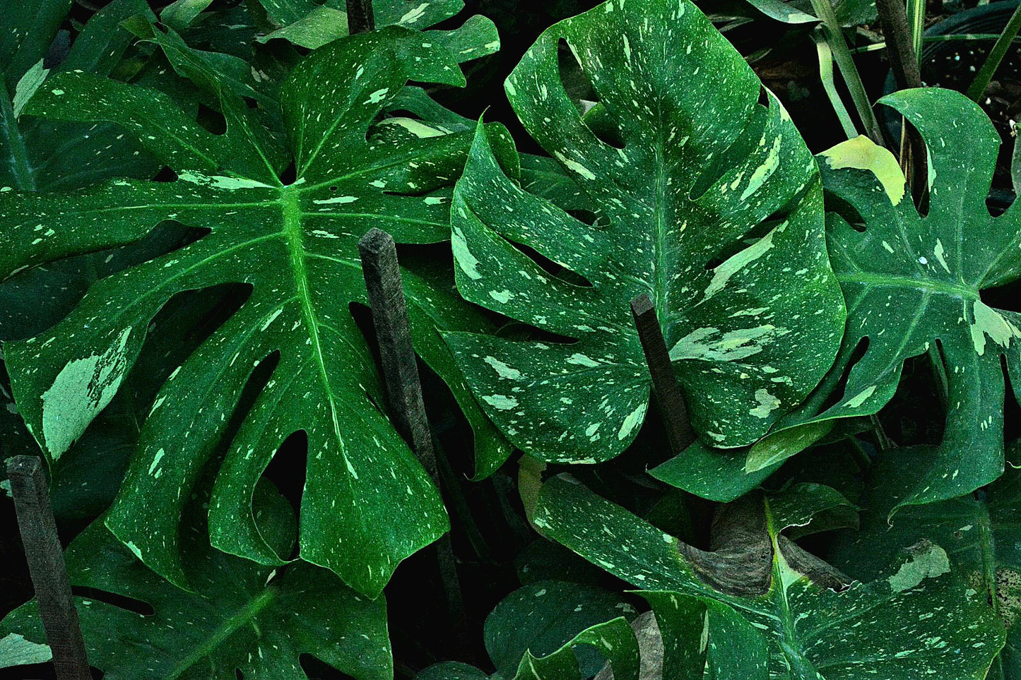 Monstera thai constellation