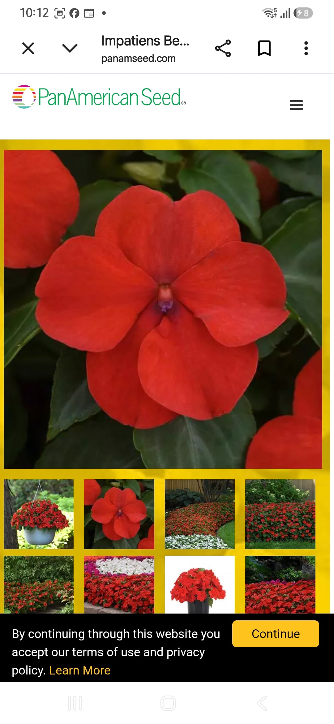 Impatiens Beacon f1  seedling per dozen