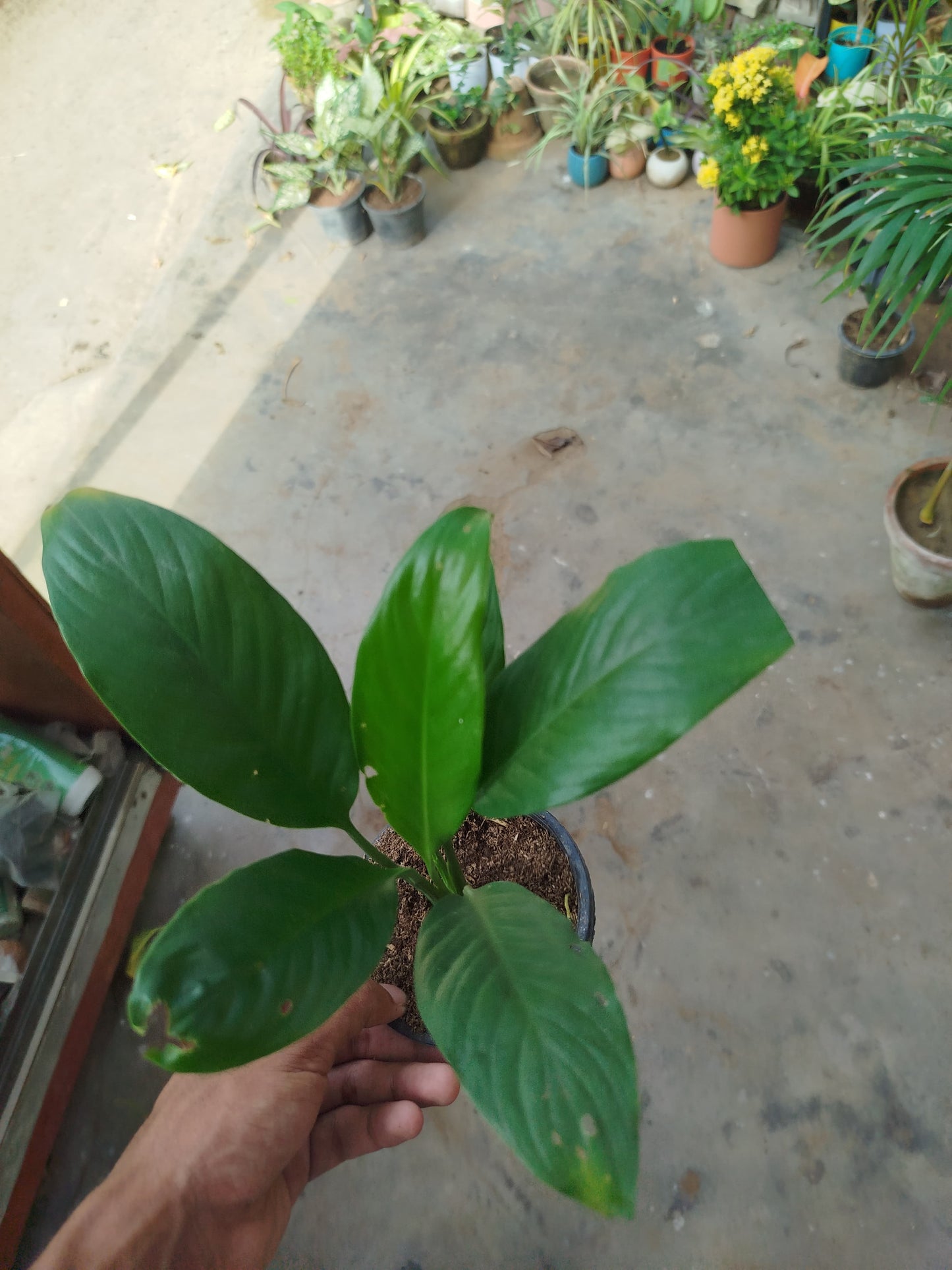 Peace lily (Spathiphyllum wallisii)
