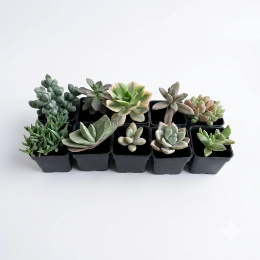 Assorted Succulents pack of 10