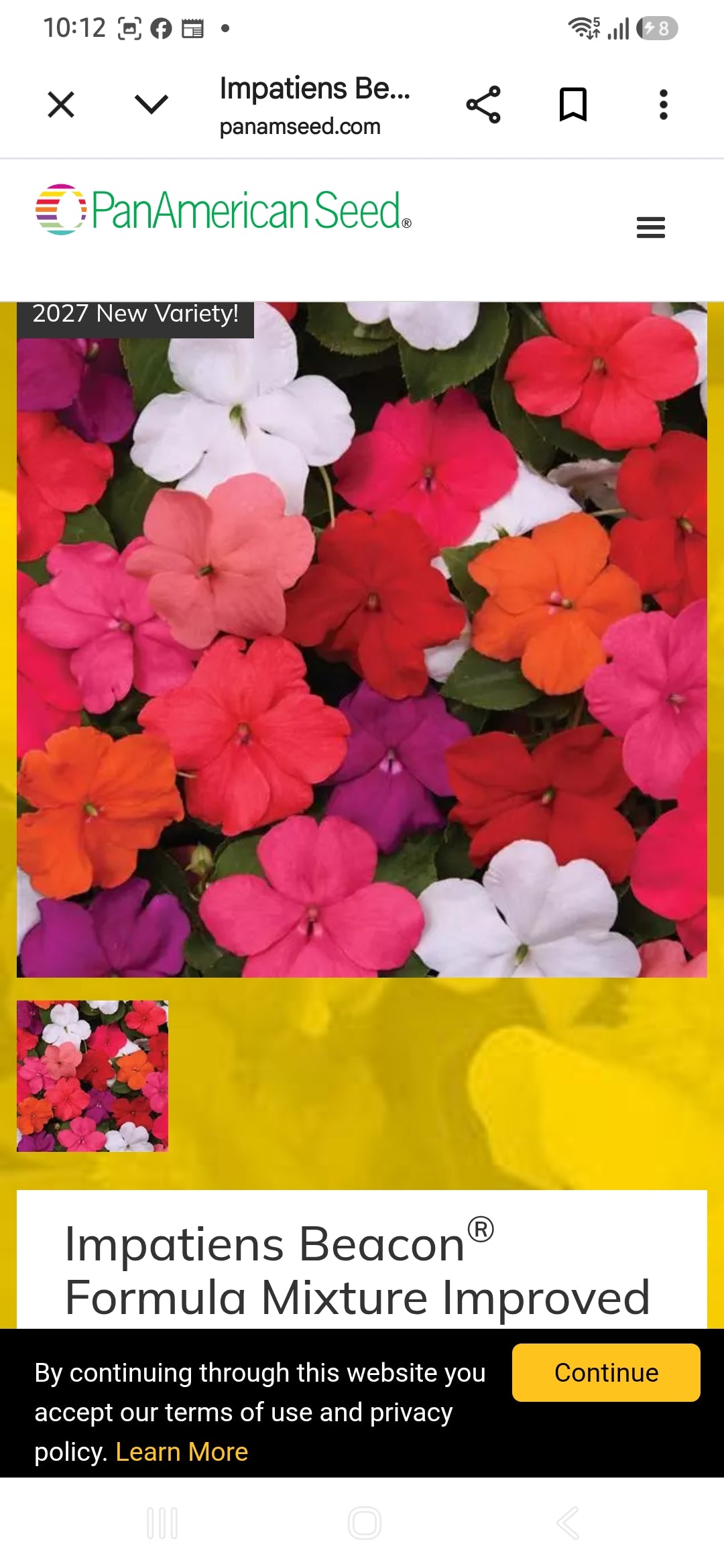Impatiens Beacon f1  seedling per dozen