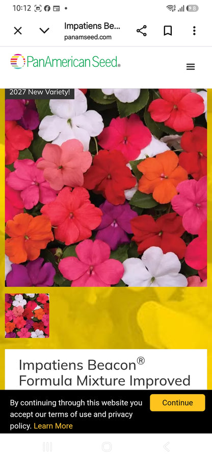 Impatiens Beacon f1  seedling per dozen
