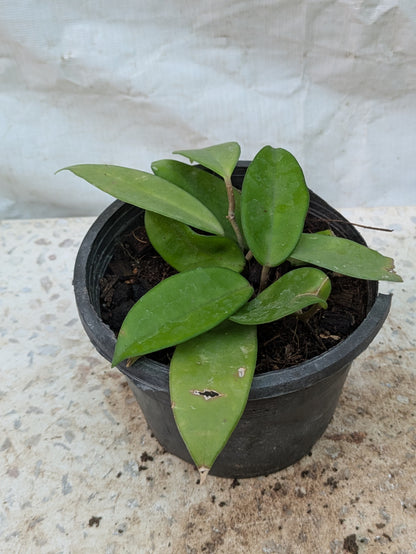 HOYA CARNOSA VARIEGATA KRIMSON QUEEN