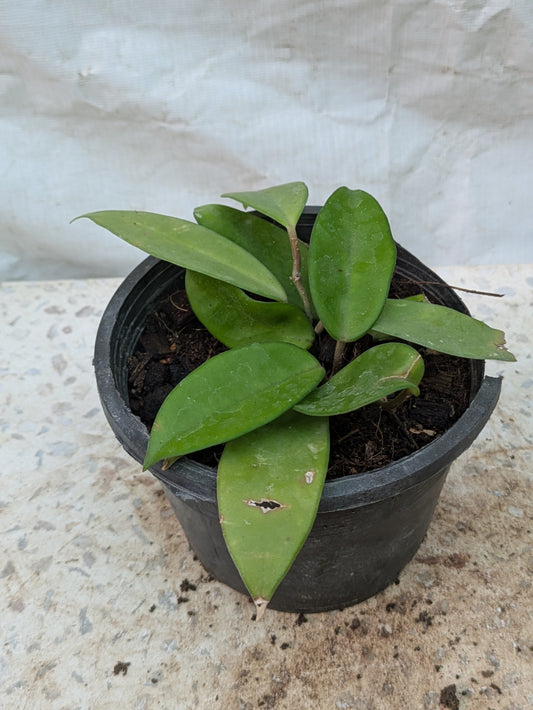 HOYA CARNOSA VARIEGATA KRIMSON QUEEN