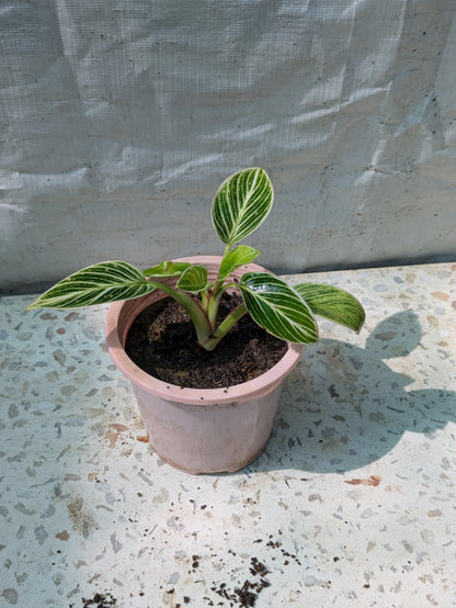 Philodendron birkin dwarf